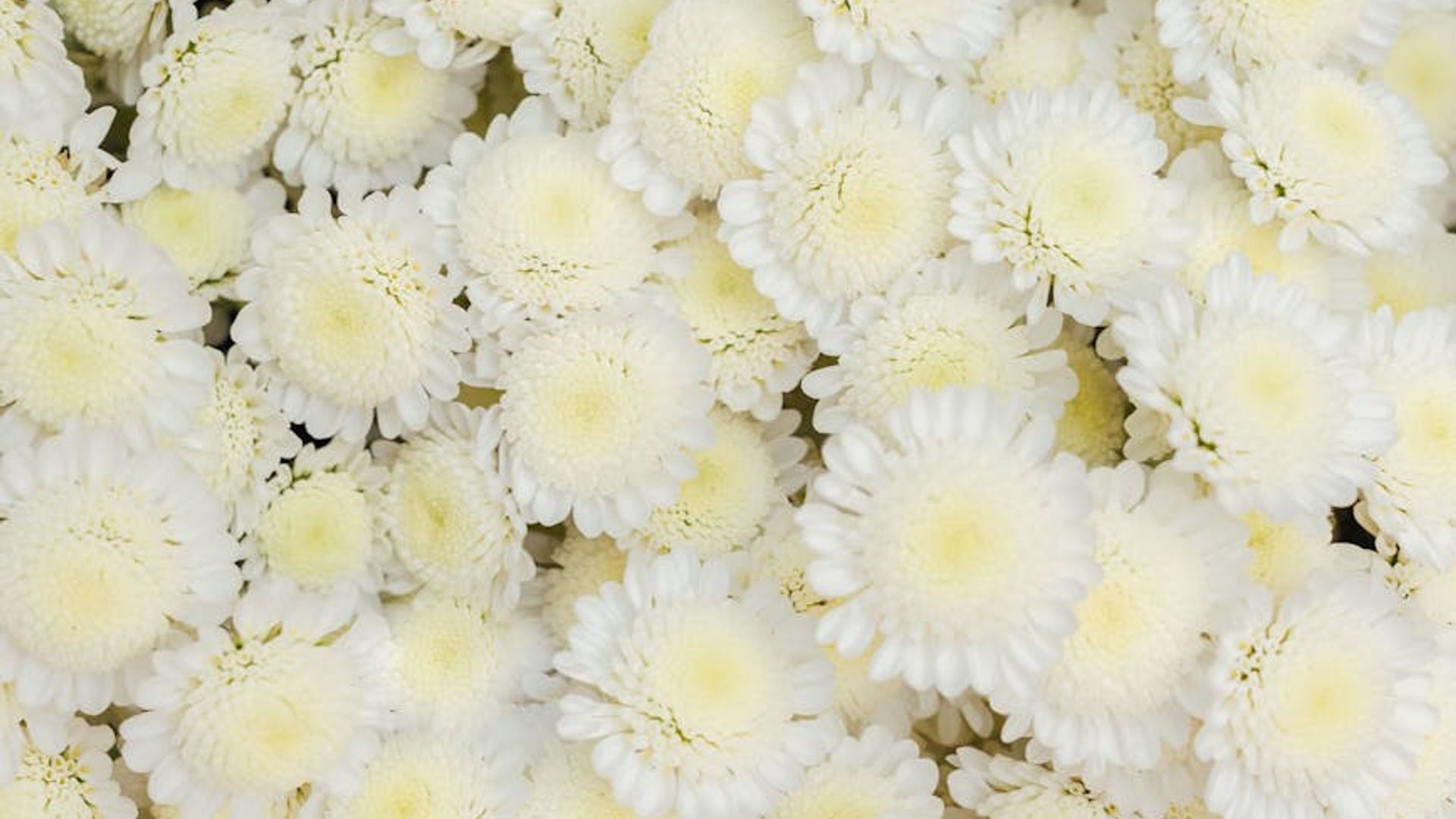 Serene background with a soft, calming texture suggesting tranquility.